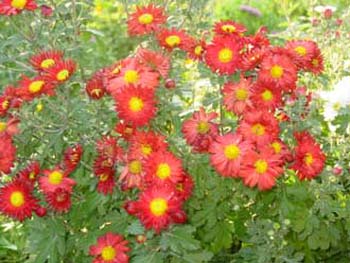 chrysantheme