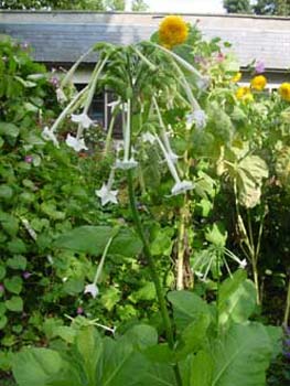 Tabac Sylvestris